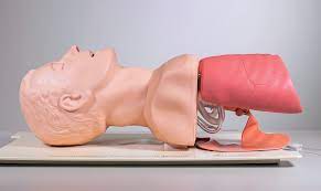 Laerdal's Airway Management Trainer Laerdal, featuring a realistic torso and head ideal for airway management simulation, is displayed lying on its side and partially disassembled.