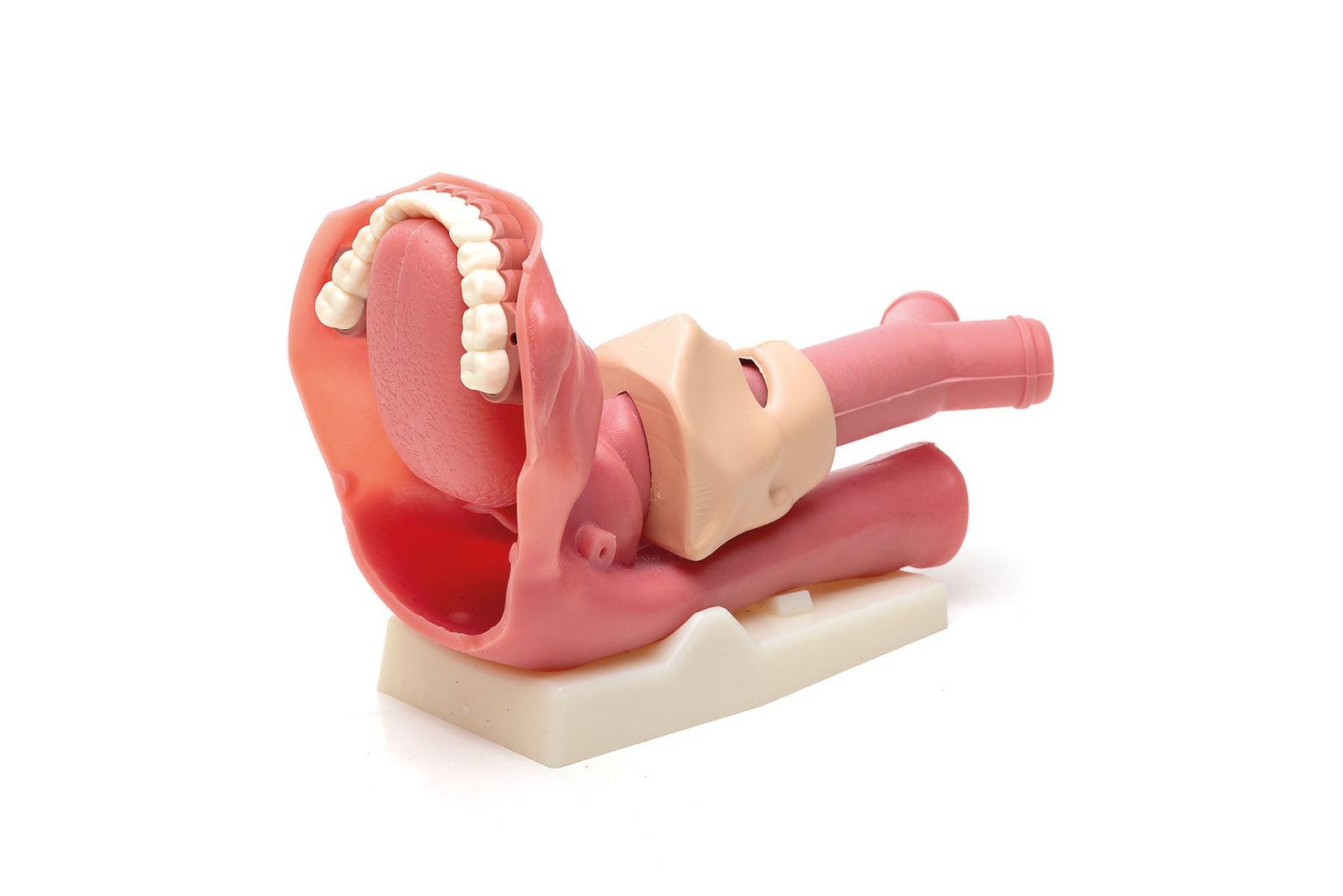 The Laerdal Airway Management Trainer is an anatomical model of the human oral cavity, featuring teeth, tongue, and part of the throat on a white base, ideal for realistic medical training and intubation practice.